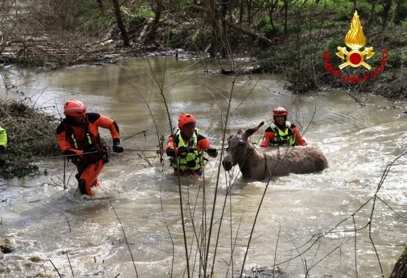 Salvati 80 asini bloccati nell'Arno in aumento dai vigili del fuoco