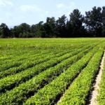 Toscana innova l'agricoltura: 12,5 milioni di euro per finanziare 153 progetti