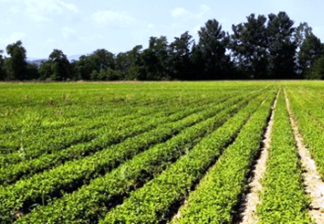 Toscana innova l'agricoltura: 12,5 milioni di euro per finanziare 153 progetti