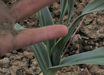 Valdisieve: Il Comune di Rignano lancia un'indagine per recuperare i terreni abbandonati e incentivare la cura del territorio: ecco come partecipare