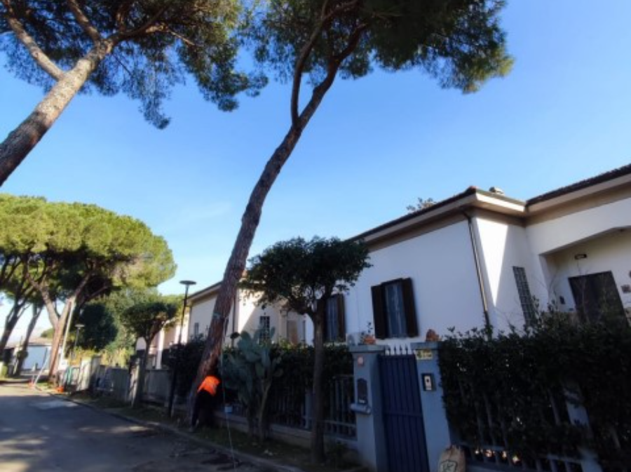 Verde urbano: rilevati segni di instabilità in nove pini a Barbaricina