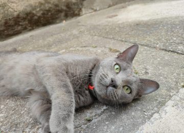 A Livorno nasce la prima lettiera per gatti realizzata con scarti vegetali riciclati