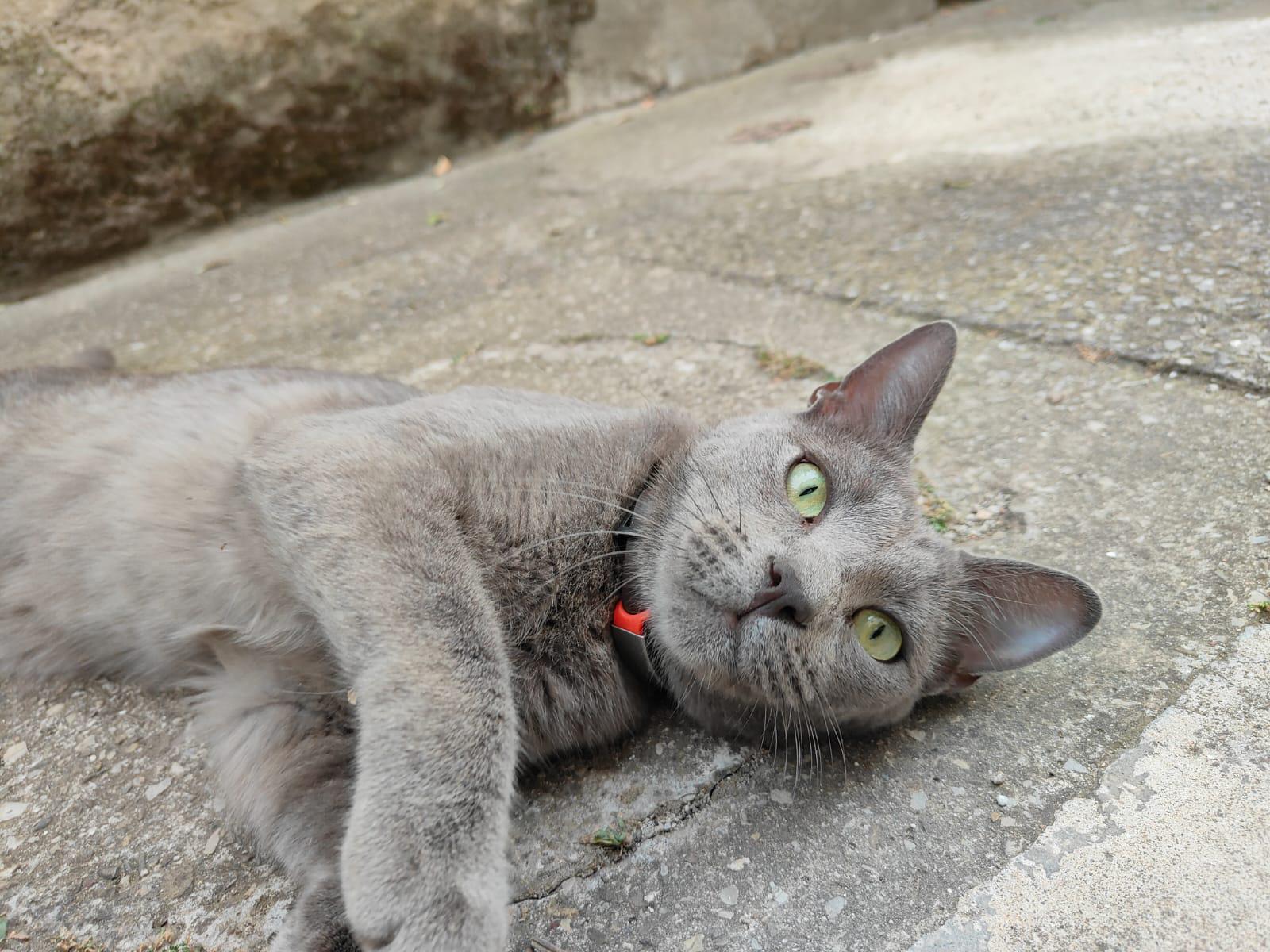 A Livorno nasce la prima lettiera per gatti realizzata con scarti vegetali riciclati
