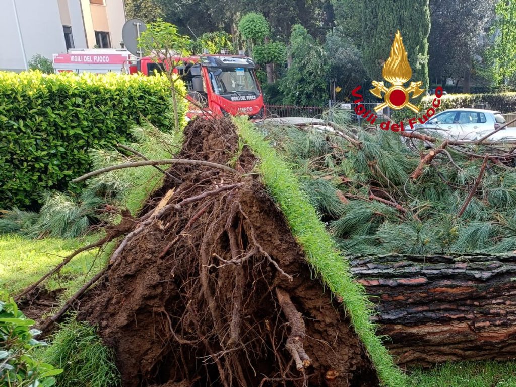 Albero cade sulle auto a Firenze, nessun ferito