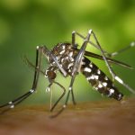 Alla scoperta della campagna di sensibilizzazione contro la proliferazione delle zanzare a Pistoia