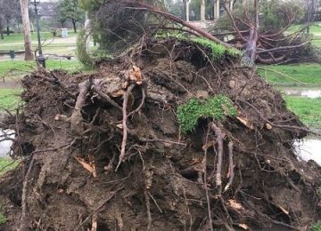 Crolla un pino secolare nel Giardino della Catena