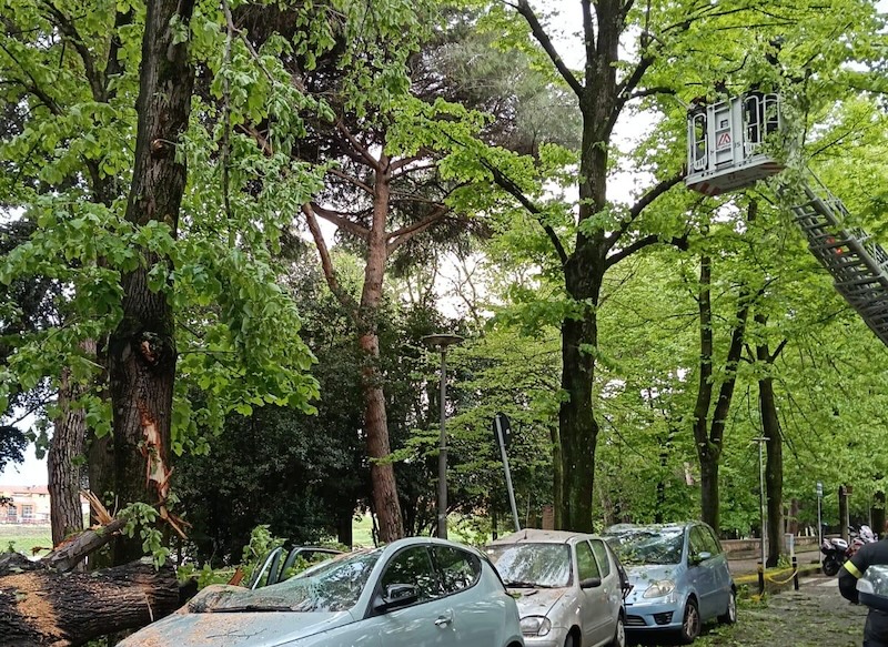 Maltempo: albero crolla su auto in viale delle Piagge. Abbattute altre tre piante pericolose.