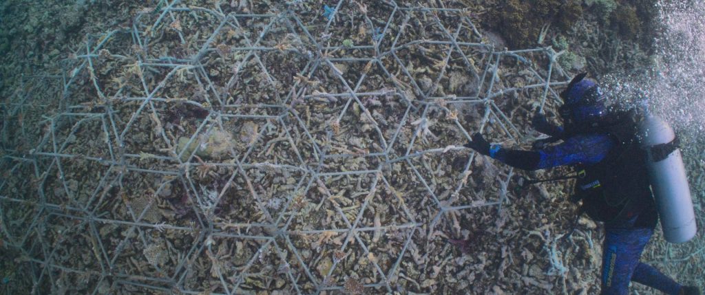 Ripristino delle barriere coralline: su Prime Video il documentario Reef Builders