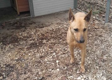 Ritrovato un cagnolino smarrito in via Palestro a Livorno