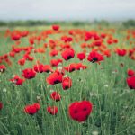 Rosanna Tacci e Mirella Lotti: 'Sorelle' nel ricordo della guerra e nella testimonianza