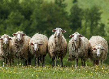 Scuola per pastori: partono le lezioni in aula, scopri i 8 selezionati