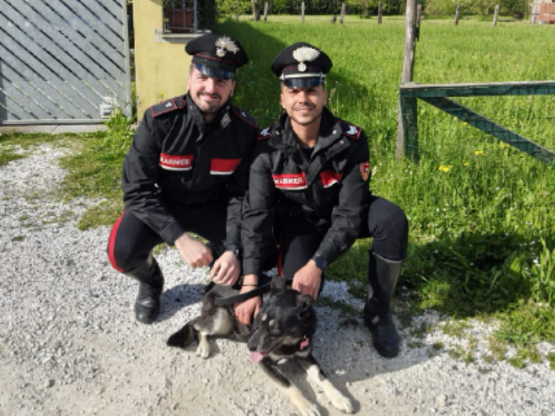 Viareggio: cane scappa dalla padrona e causa ingorgo a Camaiore, salvato dai Carabinieri.