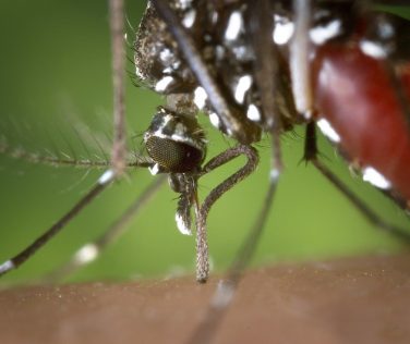 Zanzare e malattie trasmissibili: ripristinate le misure per il controllo e la prevenzione