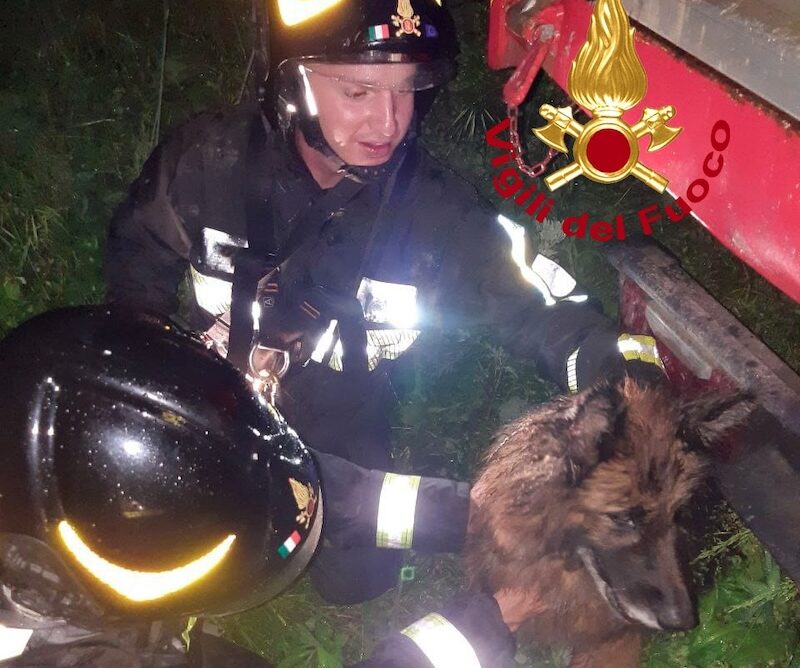 Cane intrappolato in un dirupo, salvataggio dei vigili del fuoco in Mugello