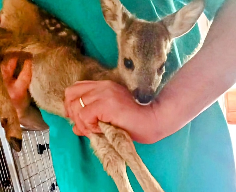 Capriolo trovato morto ad Aulla: salvato il cucciolo che gli era accanto