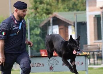 Dimostrazione della squadra agonistica dei Carabinieri Cinofili a Borgo San Lorenzo