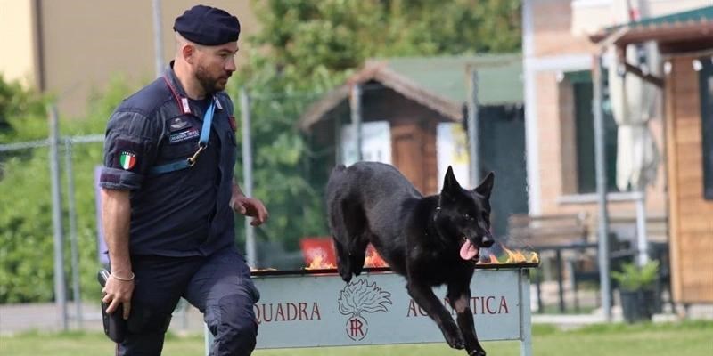 Dimostrazione della squadra agonistica dei Carabinieri Cinofili a Borgo San Lorenzo