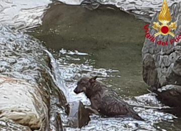 Here's a rewritten title in Italian: 

"Salvato dai Vigili del Fuoco" 

If you need something more specific or different, let me know!