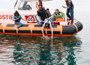 La tartaruga Franca ritorna in mare aperto
