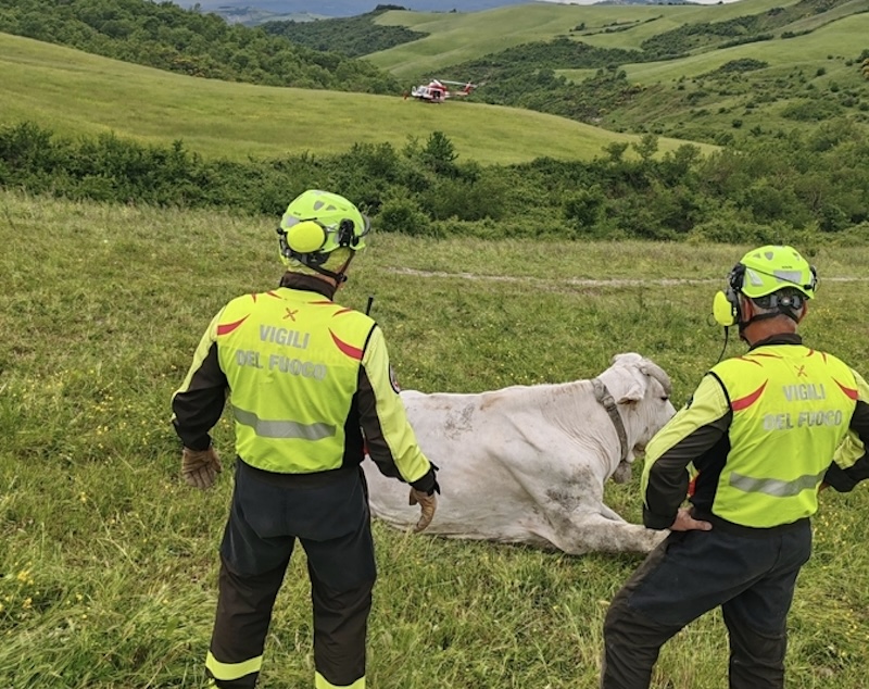 Mucca incinta cade in un calanco: salvata dai vigili del fuoco con l'elicottero