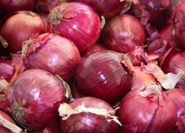 Nasce il Presidio Slow Food della Cipolla di Certaldo