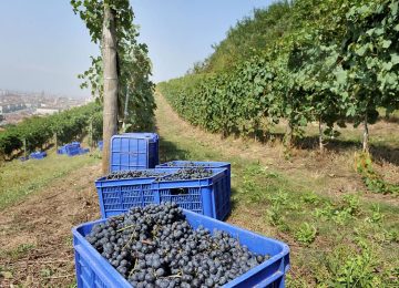 Nel 2024, i distretti agroalimentari italiani raggiungono un nuovo record di export: 28 miliardi.