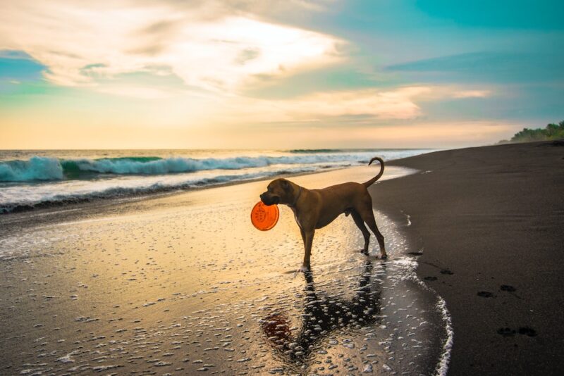 Orbetello, spiagge dog-friendly: Scopri le aree dedicate ai nostri amici a quattro zampe