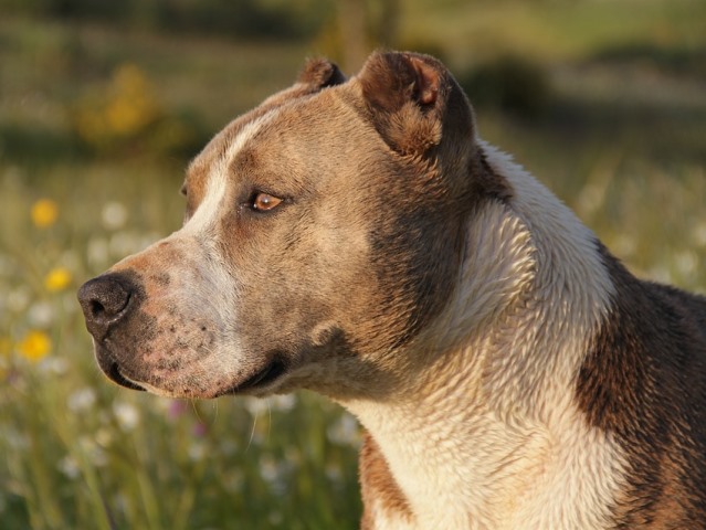 Pitbull morde una bambina di 2 anni ad Agliana: prognosi riservata, condizioni stabili.