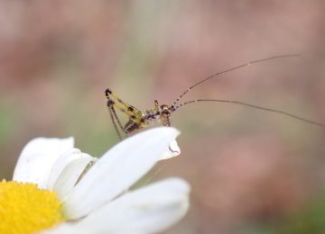 Riconoscere: alla scoperta della biodiversità delle colline delle Cerbaie