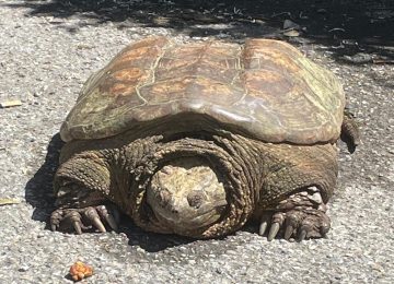 Scoperta una tartaruga azzannatrice sotto un'auto a Empoli