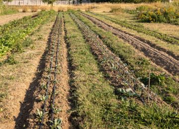 Batterie 'Sostenibili' e Piante Autoctone per la Bonifica dei Terreni Inquinati