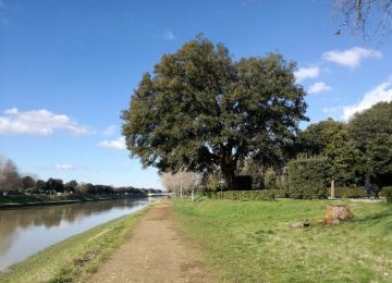 Caduto un altro ramo alle Cascine