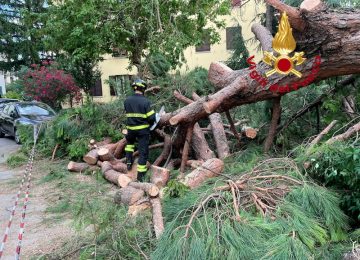 Caduto un grande pino in un'area condominiale a Firenze, nessun ferito