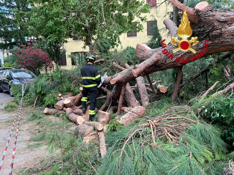 Caduto un grande pino in un'area condominiale a Firenze, nessun ferito