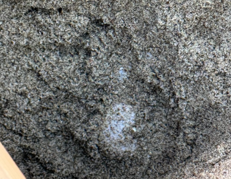 Scoperto un nido di tartaruga Caretta caretta a Marina di Pisa
