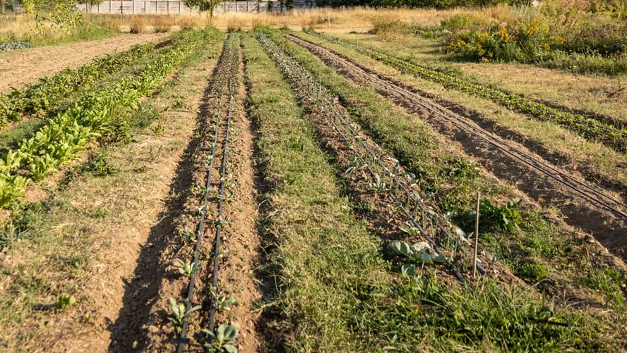 Enea: Nuovi Prodotti Agricoli dalle Sottoprodotti del Biogas