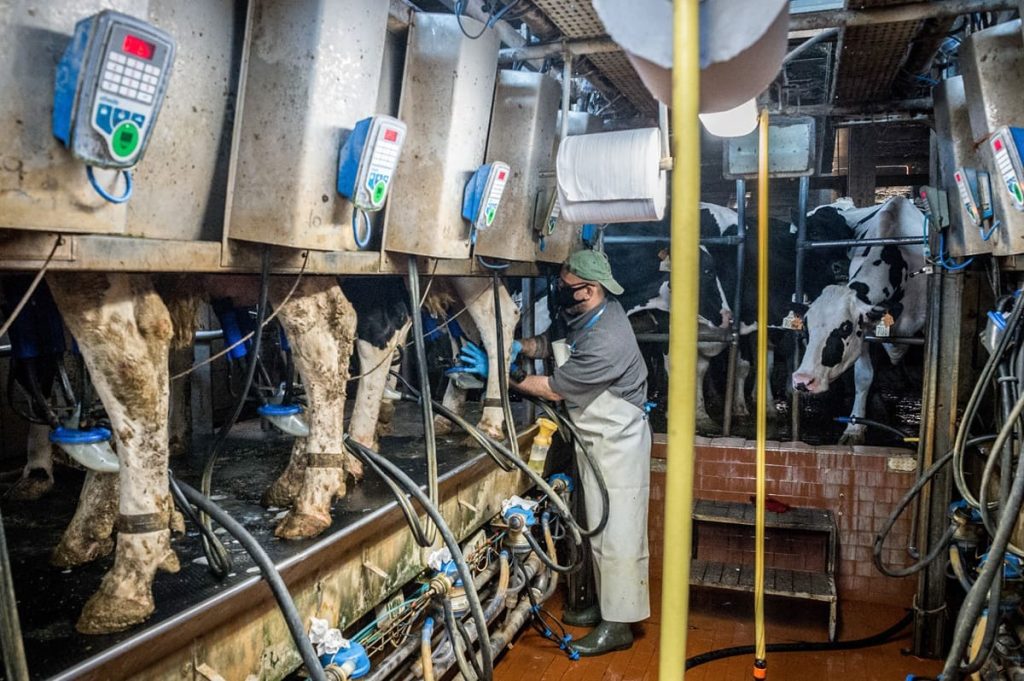 Giornata Mondiale del Latte: Confagricoltura Sottolinea il Ruolo Cruciale nel Settore Agroalimentare Italiano