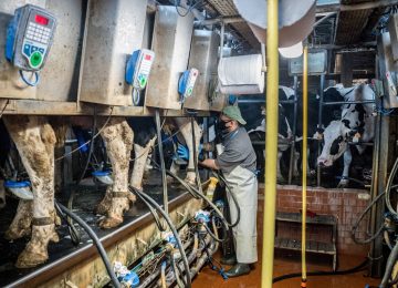 Giornata Mondiale del Latte: Confagricoltura Sottolinea il Ruolo Cruciale nel Settore Agroalimentare Italiano