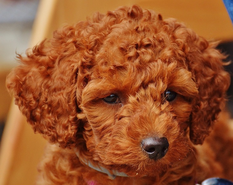 Milo ritorna a casa: ritrovato il cucciolo rapito a Pontremoli.