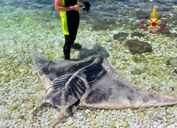 Mobula trovata deceduta tra gli scogli a Marina di Pisa
