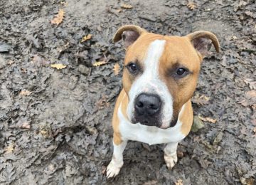 Ronny cerca casa: continua la campagna per l'adozione del canile municipale di Livorno