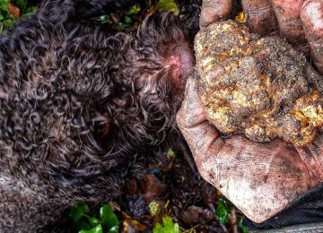 Sagra del Tartufo Scorzone Toscano: Un evento imperdibile a Montespertoli