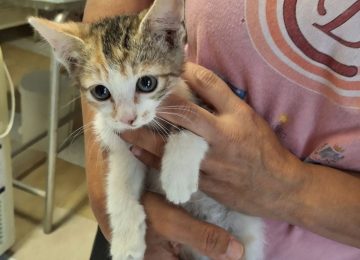 Boom di cucciolate a Empoli: l'Associazione Aristogatti cerca volontari e lancia un appello