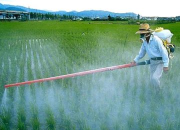 Campi Bisenzio vieta l'uso del glifosato con un'ordinanza firmata dal Sindaco