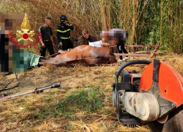 Cavallo intrappolato in una struttura di ferro: liberato dai vigili del fuoco