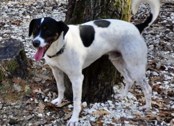 Il Jack Russell Ernesto cerca una casa