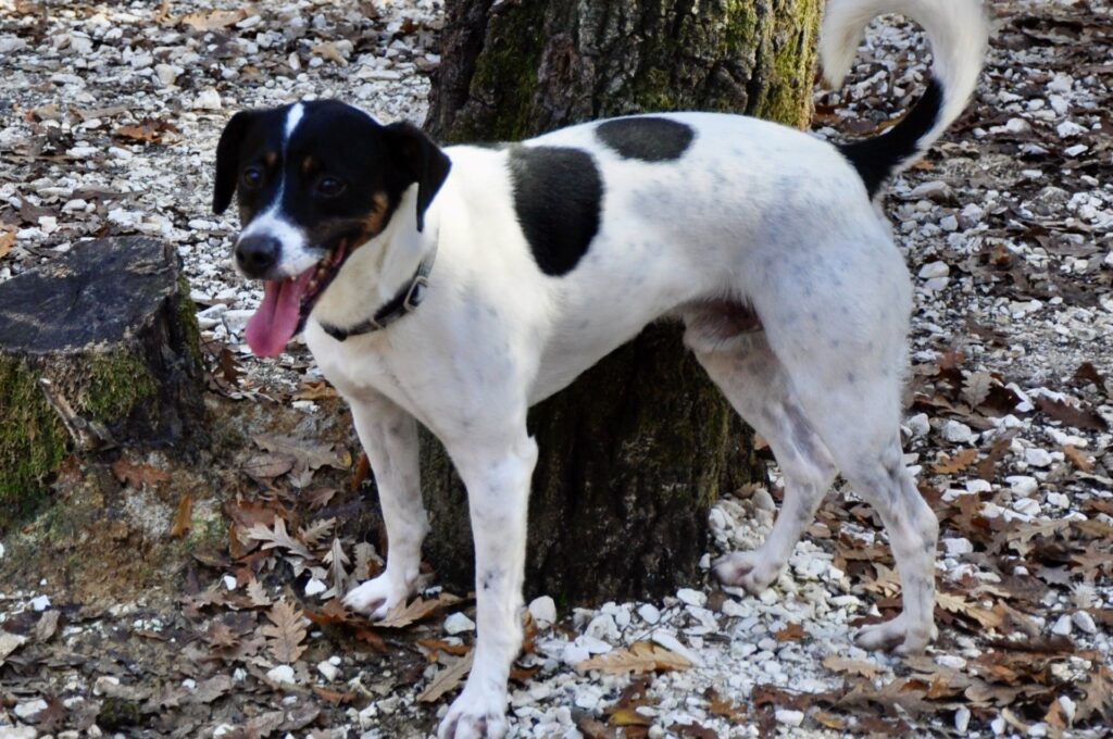 Il Jack Russell Ernesto cerca una casa
