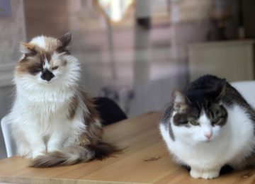 Influenza Aviare nei Gatti: La Storia di 4 Micini Salvati con Antivirale e Trattamenti Combinati