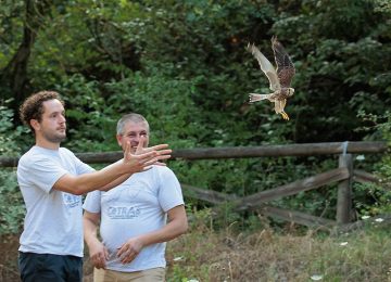 All'oasi di Arnovecchio a Empoli, i gheppi tornano in libertà: evento di liberazione pubblica