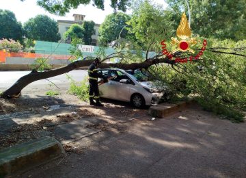 Un grande ramo cade su un’auto a Firenze, nessun ferito